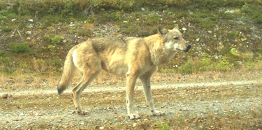 Ekstrem innavl hos skandinaviske ulver